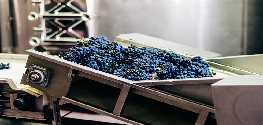 cachos de uva de uma produção vinícola